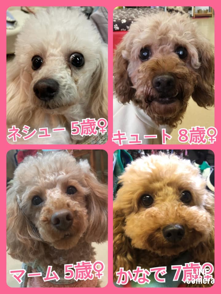 🐾今日の里親様募集中ワンコ🐶メンバーです🐾2021,2,7